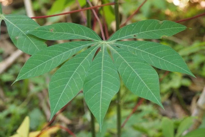 7 Manfaat  Daun  Singkong  untuk Kesehatan Kita Belum Banyak 