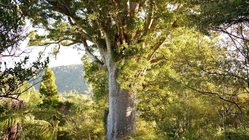 5 Pohon Terbesar di Dunia dengan Batang yang Gede Banget!
