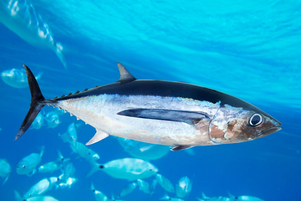 6 Fakta Tuna Ikan Bergizi Kebanggan Perikanan Indonesia