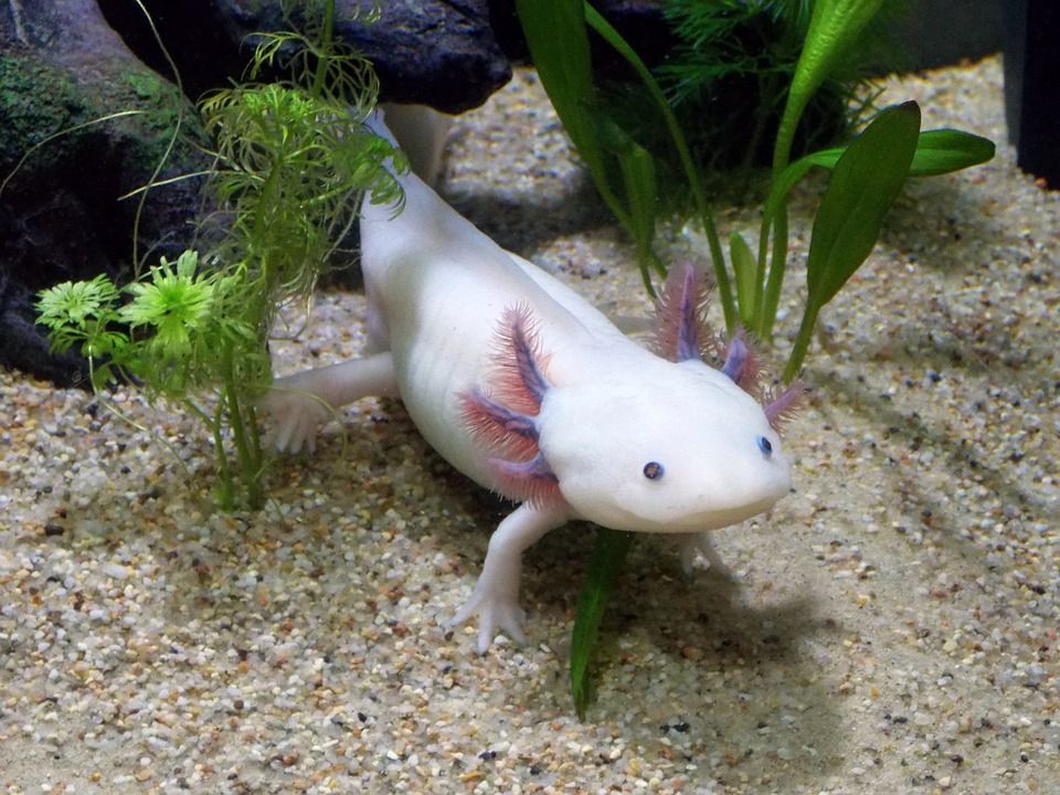 6 Jenis Salamander Eksotis dengan Warna dan Bentuk yang Indah