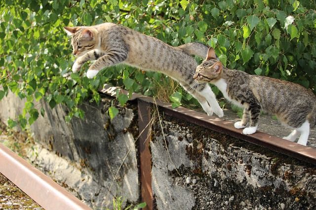 17 Mitos Tentang Kucing yang Masih Kita Percaya