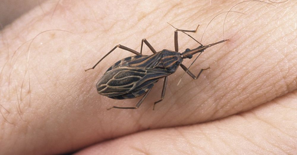 5 Serangga Paling Berbahaya Di Dunia Yang Menakutkan