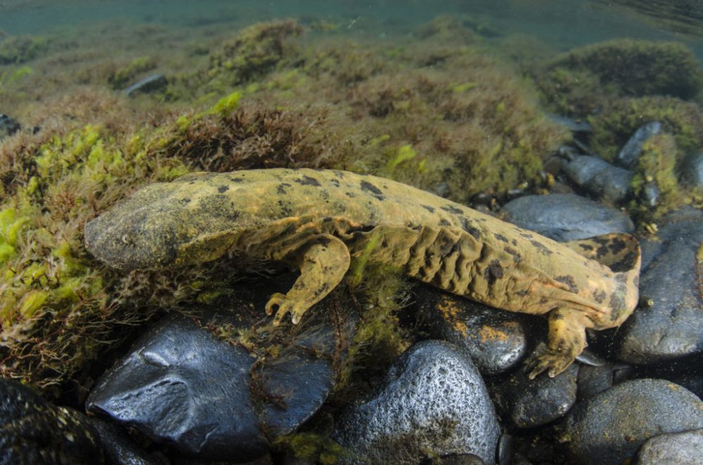 5 Hewan Amfibi Terbesar  di Dunia yang Bikin Ngeri
