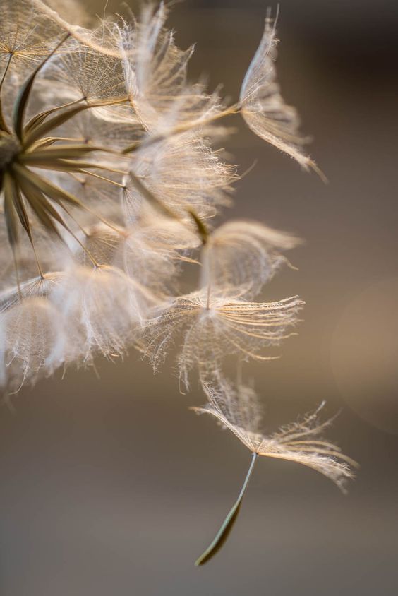 Di Balik Keindahannya, Ini 4 Makna Bunga Dandelion yang Menyentuh Hati