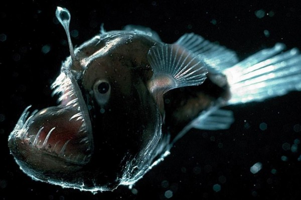 7 Hewan  Dasar Laut  dengan Bentuk yang  Aneh dan Menakutkan 