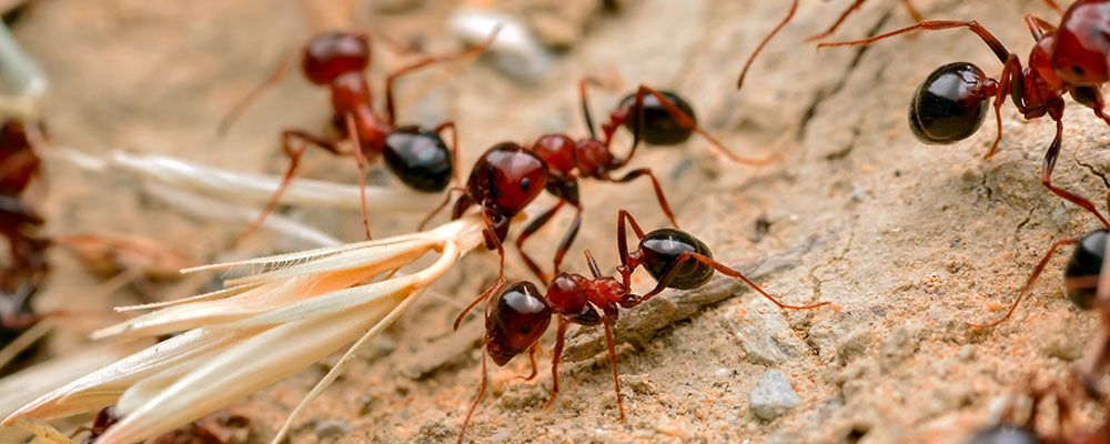 5 Serangga Paling Berbahaya di Dunia yang Menakutkan