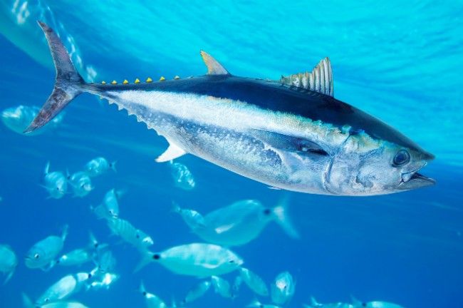 6 Fakta Tuna, Ikan Bergizi Kebanggan Perikanan Indonesia