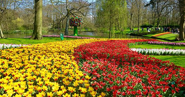 Berkunjung ke Keukenhof Taman Bunga Tulip Terbesar di Dunia