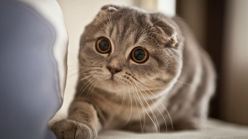 5 Fakta Kucing Scottish Fold, Si Telinga Lipat yang Menggemaskan