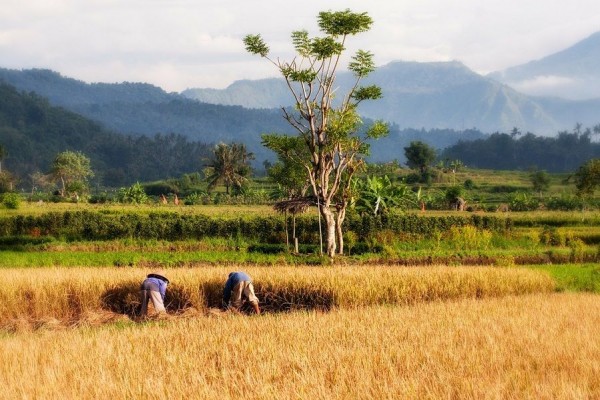 Bukti Kontribusi Indonesia Peduli Terhadap Ketahanan Pangan Dunia