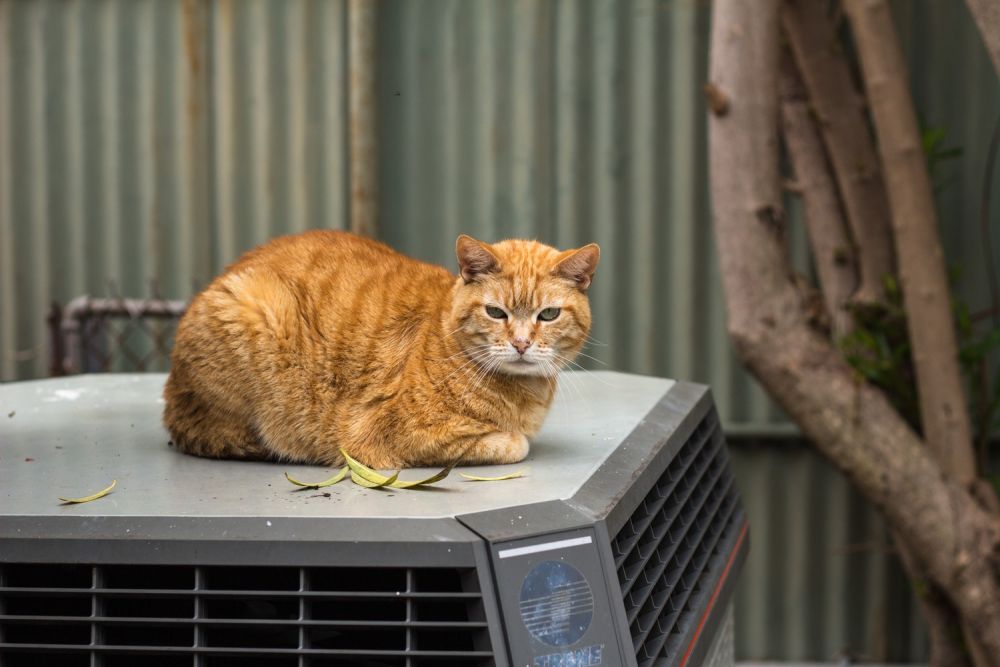 17 Mitos Tentang Kucing Yang Masih Kita Percaya