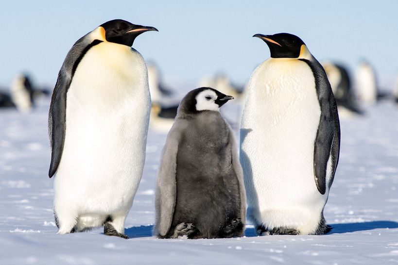 10 Fakta Penguin Yang Wajib Kamu Tahu