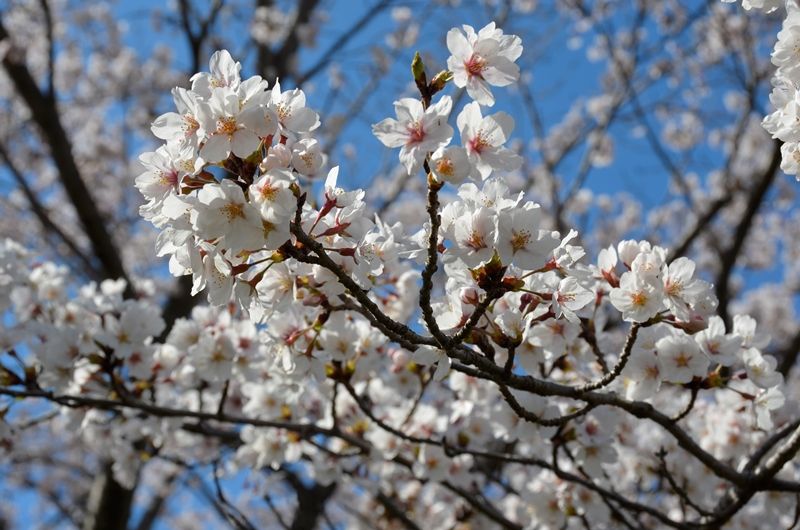 10 Jenis  Bunga  yang Mekar Selama Musim Semi di  Jepang 