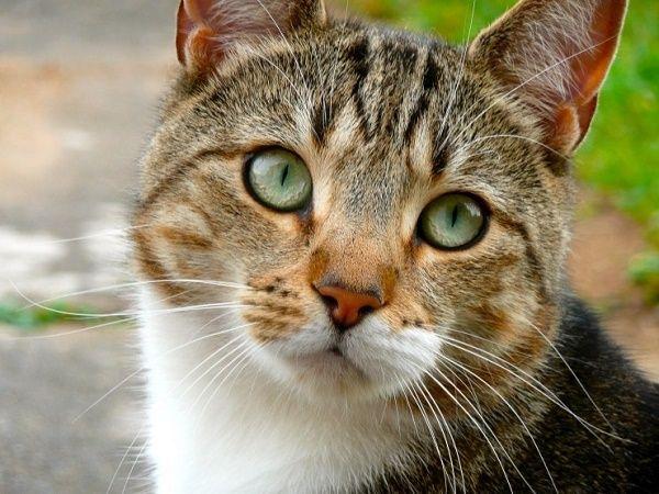 Ternyata Goose adalah Kucing Jenis Tabby, Ini 5 Faktanya