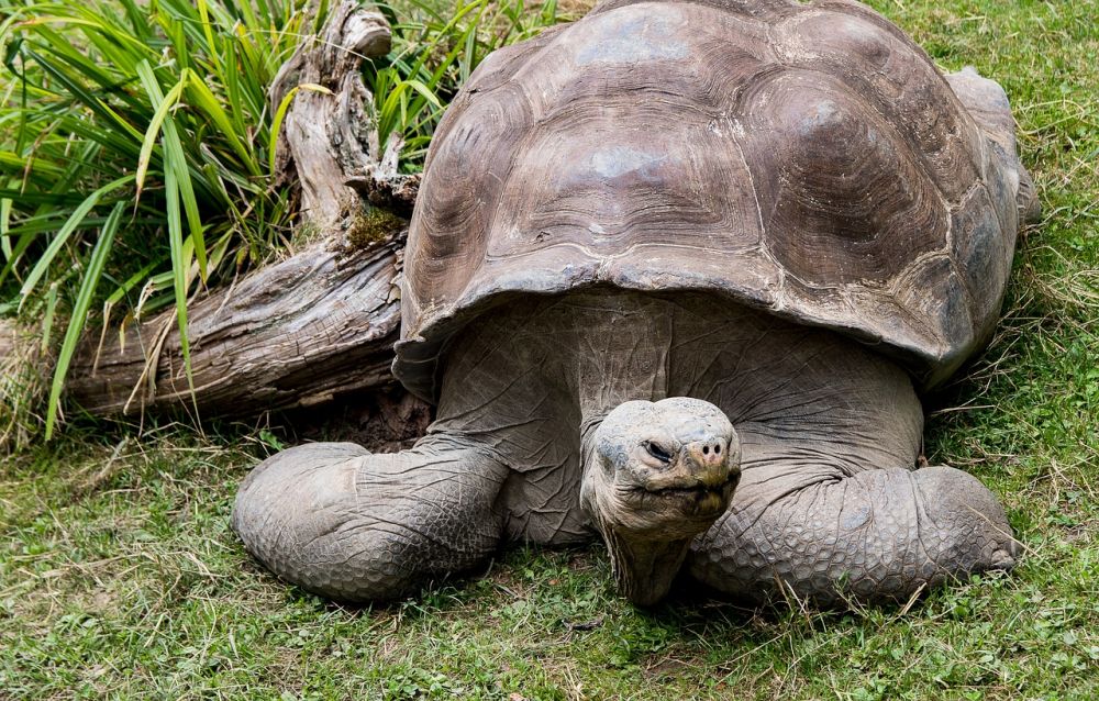 Very Selow, these are the 5 slowest animals in the world