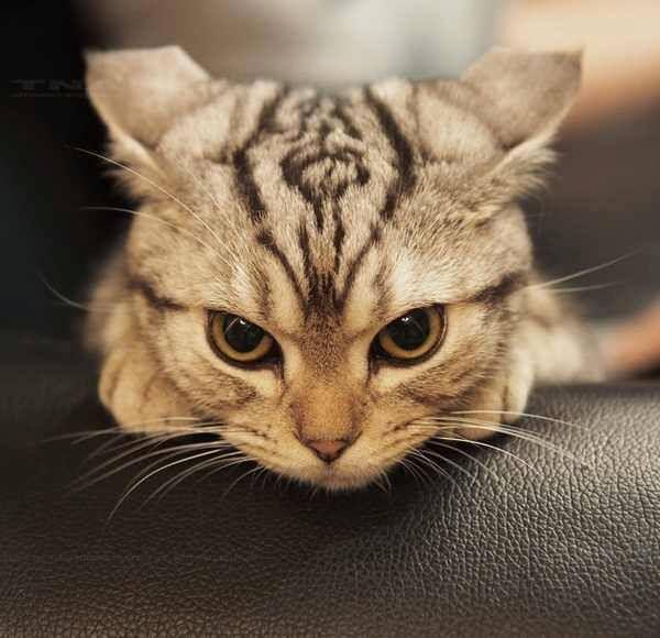 7 Perilaku Kucing Ini Punya Makna-makna Tertentu, Apa Saja?