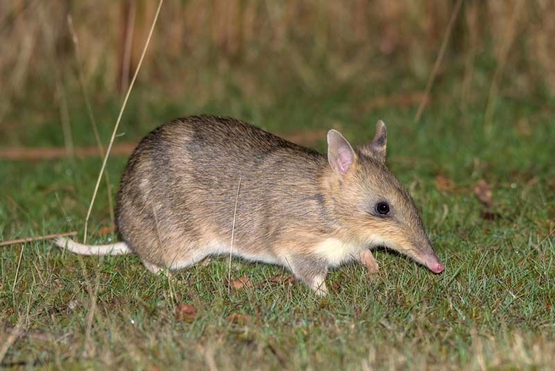 Selain Koala dan Kanguru, Ini 7 Satwa Gemas Khas Australia Lainnya