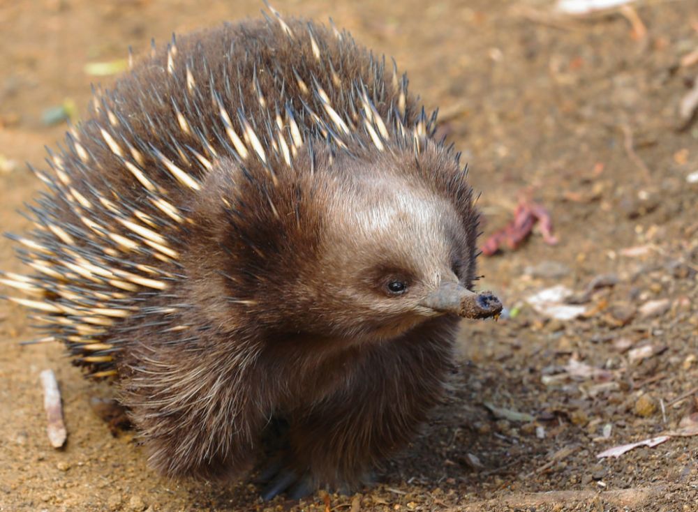 Selain Koala Dan Kanguru Ini 7 Satwa Gemas Khas Australia Lainnya