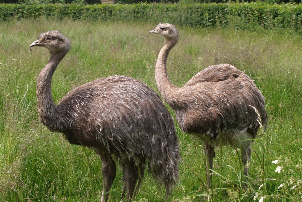 7 Burung Endemik Pegunungan Andes yang Beda dari Lainnya