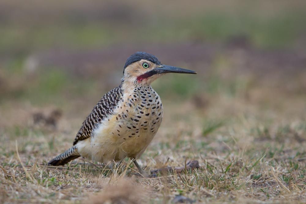 7 Burung Endemik Pegunungan Andes yang Beda dari Lainnya