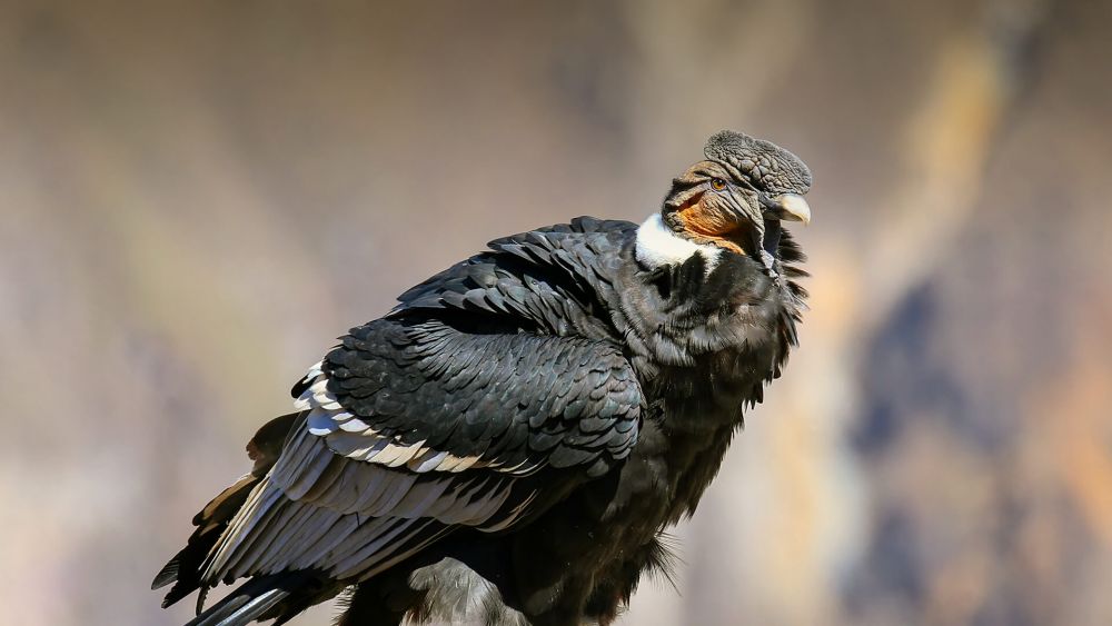 7 Burung Endemik Pegunungan Andes yang Beda dari Lainnya