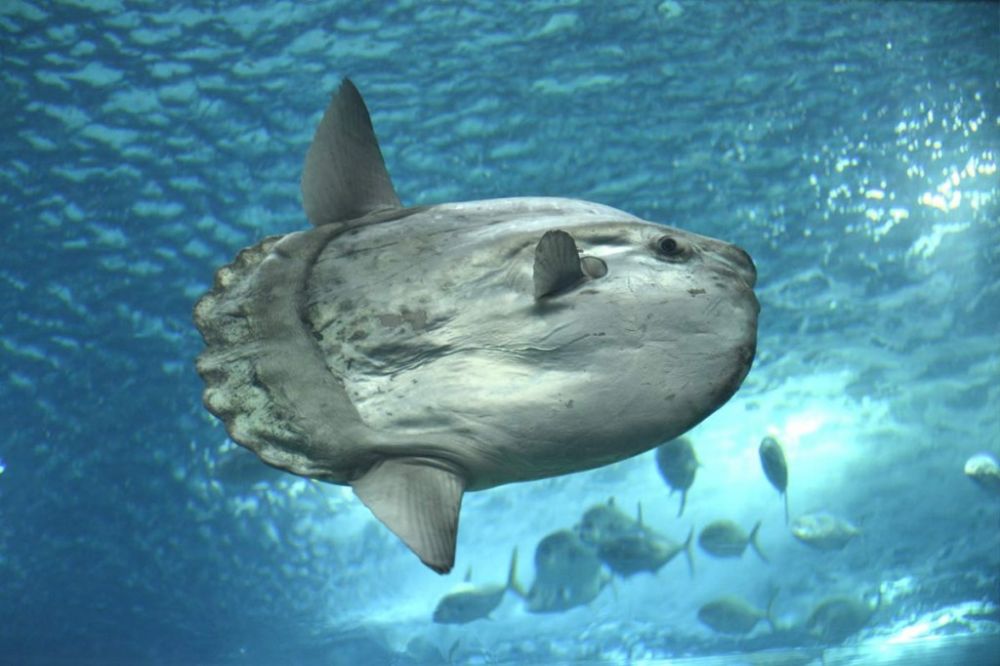 Geger, Peselam Melihat Great White Shark di Crystal Bay Nusa Penida