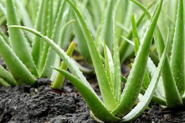 7 Jenis Aloe Vera Yang Harus Kamu Tahu
