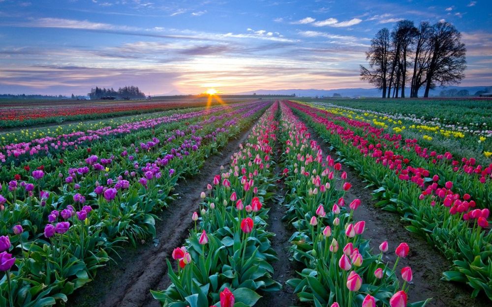 5 Destinasi Wisata Bunga Tulip yang Indah Saat Berkunjung ke Belanda