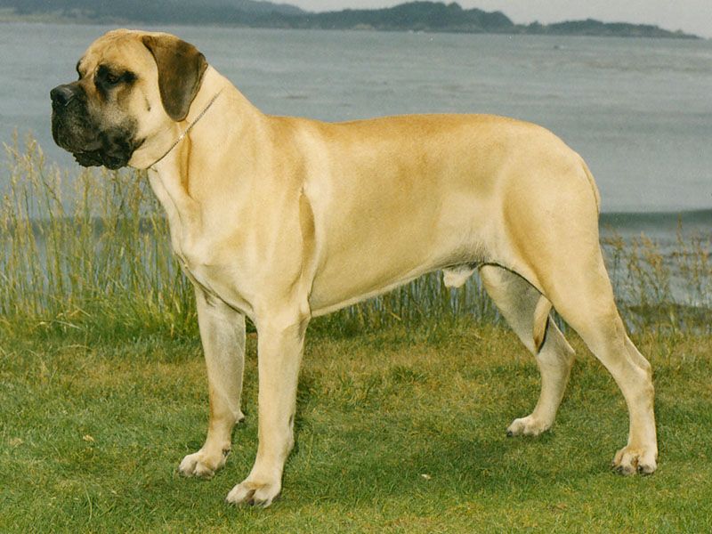 Гладкошерстные породы собак крупные фото и название
