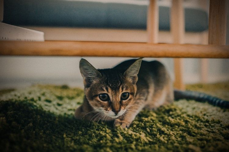 9 Pesan yang Disampaikan Kucing Melalui Kelakuannya, Ada Bawa Bangkai