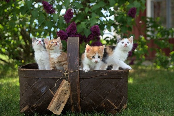 9 Pesan yang Disampaikan Kucing Melalui Kelakuannya, Ada Bawa Bangkai