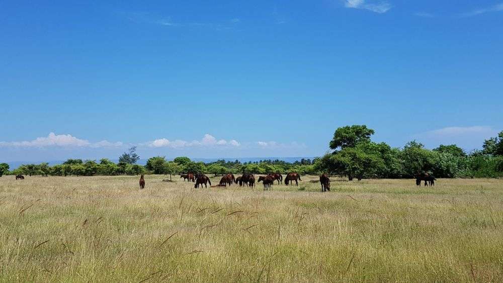 Waktu Terbaik Mengunjungi Pulau Sumba, Liburan Yuk!