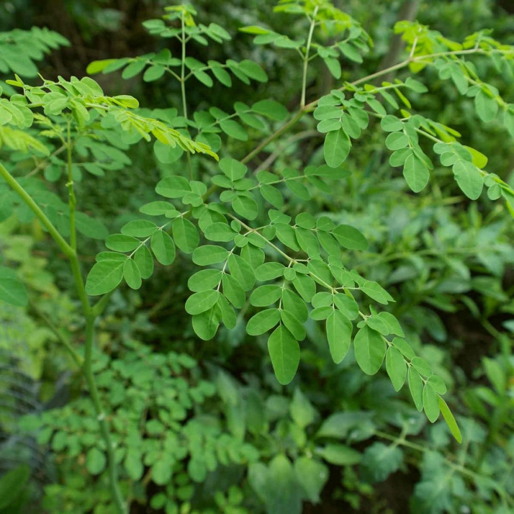 Hasil gambar untuk daun kelor