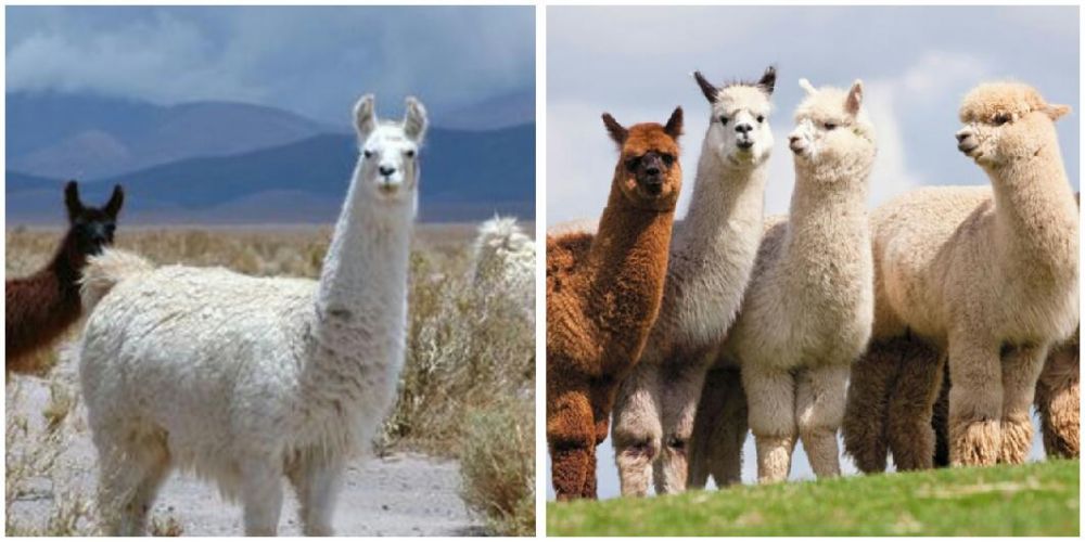 Masih Satu Famili, Ini 5 Perbedaan Llama dan Alpaca