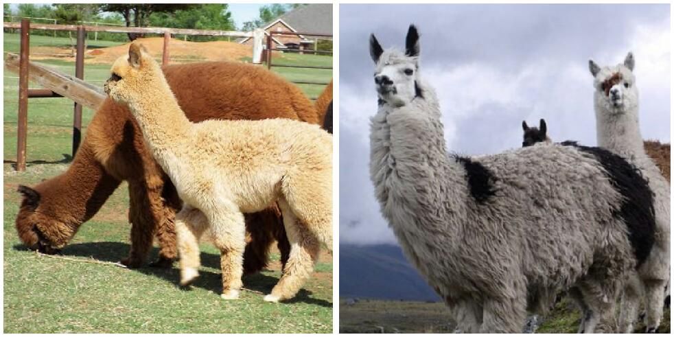 Download 80 Koleksi Gambar Hewan Alpaca Paling Baru HD