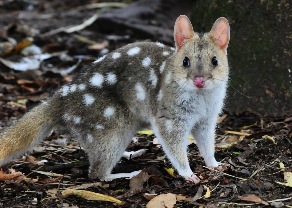 Selain Koala dan Kanguru, Ini 7 Satwa Gemas Khas Australia Lainnya