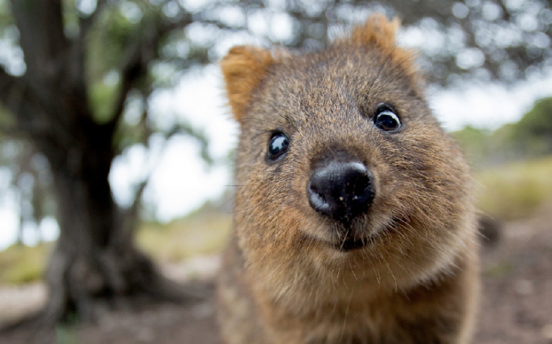 Selain Koala dan Kanguru, Ini 7 Satwa Gemas Khas Australia Lainnya