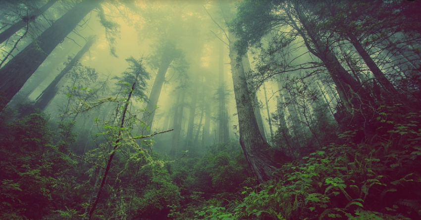 Hutan Kutim Bernilai Konservasi Tinggi