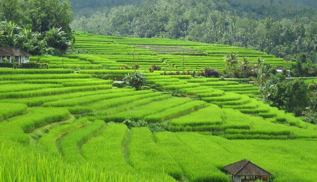 Jabar Dilanda Kekeringan, Beras Bulog Justru Menumpuk