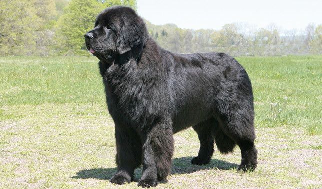 Jangan Kaget Ini Lho 7 Ras Anjing Terbesar Di Dunia Berani Pelihara