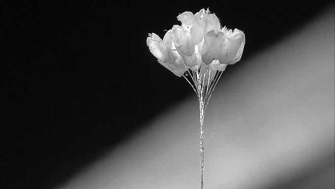 Bunga Udumbara yang Mekar 3000 Tahun Sekali 