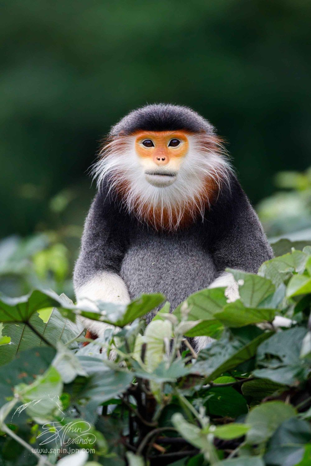 5 Primata  Endemik Vietnam yang Sangat Langka dan Unik