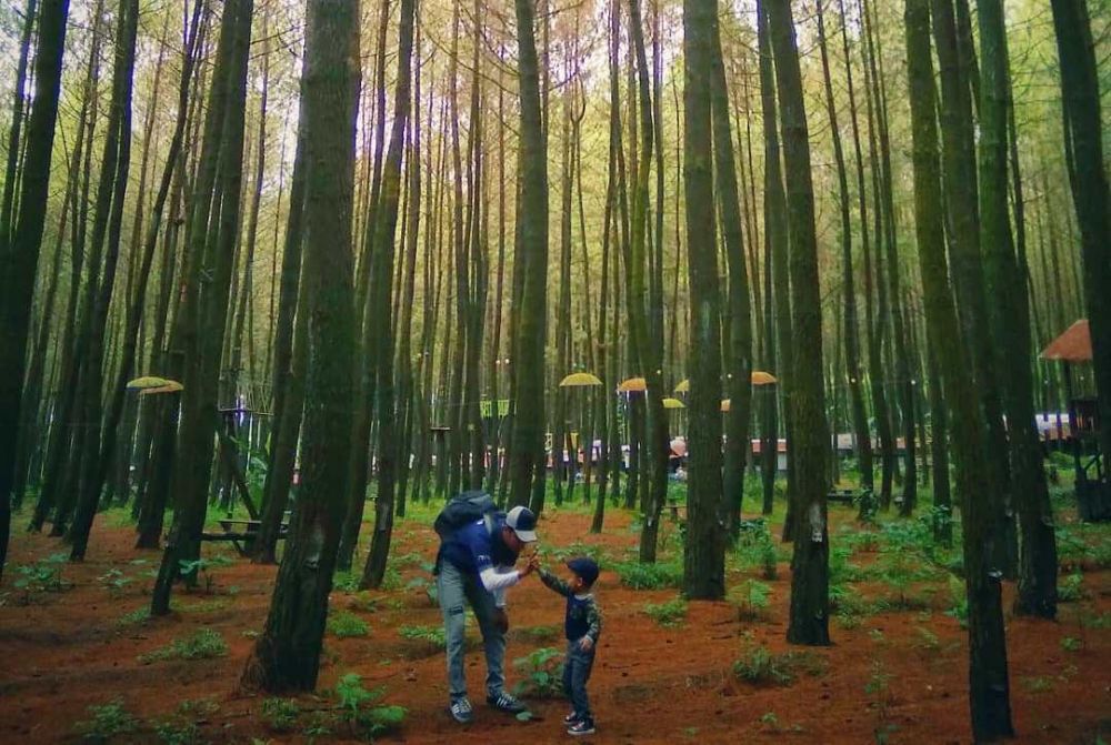 7 Wisata Hutan Pinus di Malang yang Instagenic