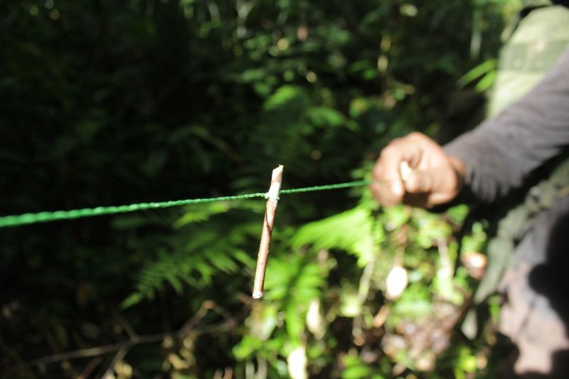 Harimau Sumatera Jadi Teror Ternak Warga di Langkat