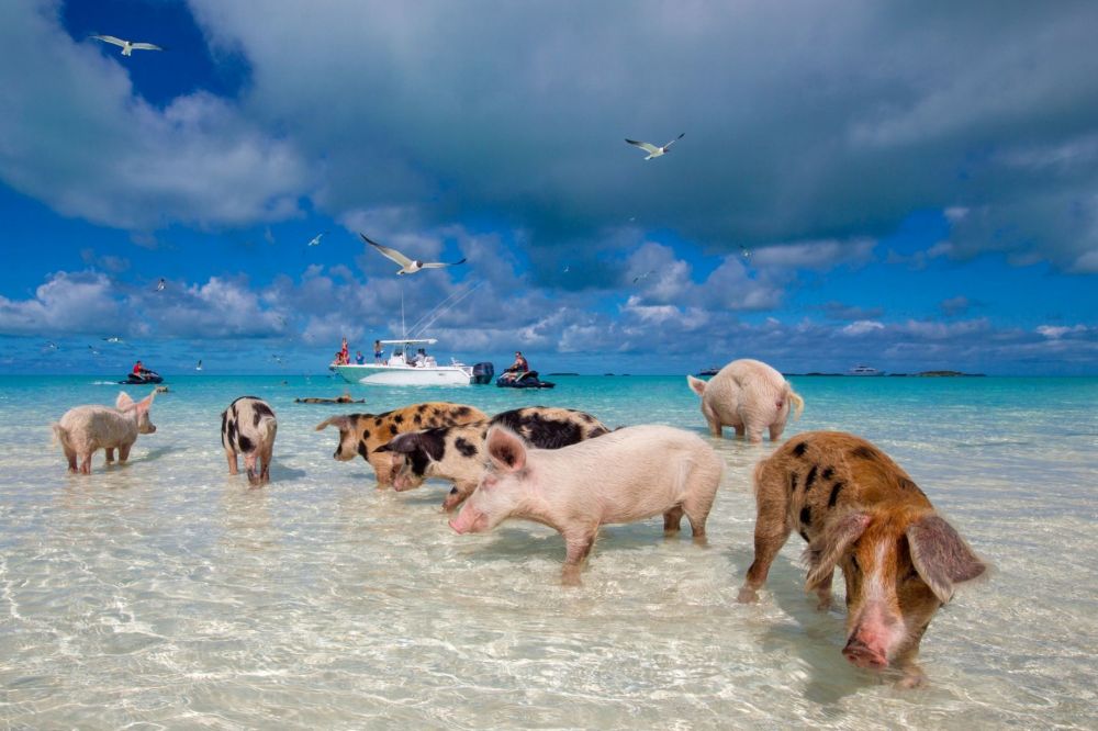 Unik, 5 Pulau Ini yang Banyak Dihuni oleh Hewan