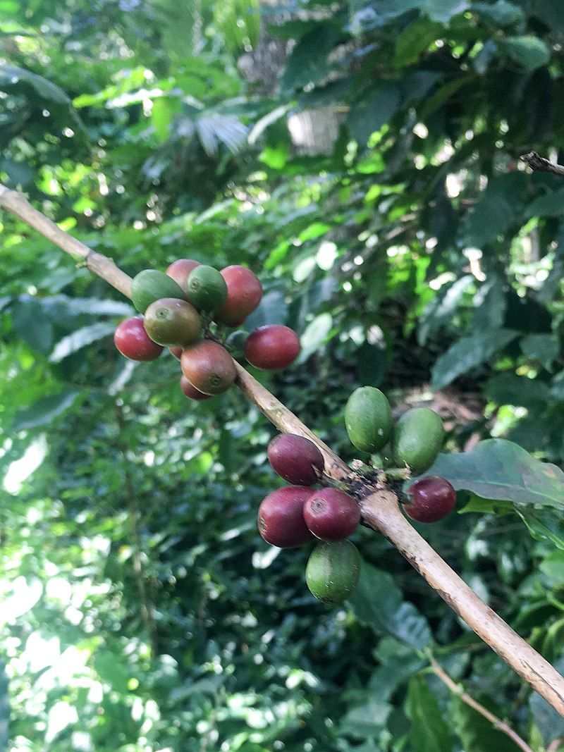 Gadis di Kudus Ini Sukses di Usia Muda Berkat Tekuni Usaha Kopi Muria