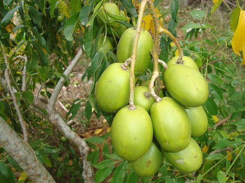 5 Manfaat Menakjubkan Buah Kedondong, Si Kecut yang Segar