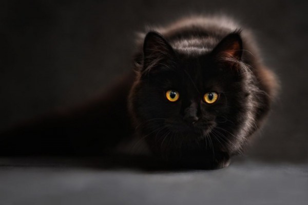 Membawa Keberuntungan Ini 8 Fakta Menarik Seputar Kucing Hitam