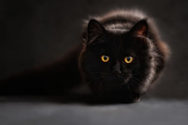 8 Fakta Menarik Kucing Hitam, Membawa Keberuntungan!