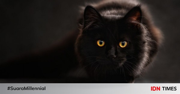 8 Fakta Menarik Kucing Hitam, Membawa Keberuntungan!